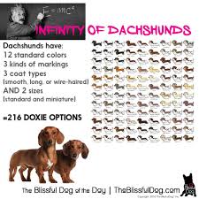 dachshunds have over 200 possible coat color size and coat