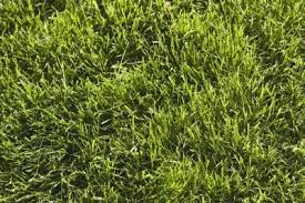How To Plant Your Own Lawn Grass Seed Lawn Care Plant Grass