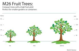 Morello Cherry Tree Dwarf Variety Great For Smaller