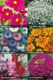 We did not find results for: Rhs Collection 6x Cutting Flowers Seeds Seeds Tuinzaden Eu