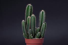 Image result for Cereus