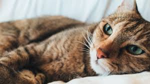 This leaves him open to developing other diseases and disorders not related to felv. Felv Felina Saiba Mais Sobre A Chamada Leucemia Em Gatos Blog Petz