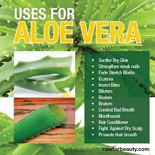 Posts About Natural Alternative Medicine On Norwich Meadows Farm And Nmf Aloe Vera Uses Aloe Vera Aloe Vera Benefits