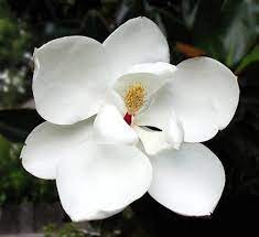 Louisiana State Flower Magnolia Magnolia Grandiflora Little Gem Magnolia Tree Magnolia Flower Magnolia Trees