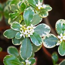 Image result for Pittosporum