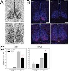 Conducono anna falchi e beppe convertini regia di luigi rizza. Rai1 Frees Mice From The Repression Of Active Wake Behaviors By Light Elife