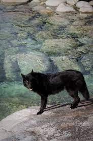 Alaskan Noble Companion Dog Yarrow Google Search Wolf Dog Black Siberian Husky Companion Dog