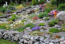 Alpinum Anlegen Google Suche Steingarten Garten Anlegen Garten Ideen