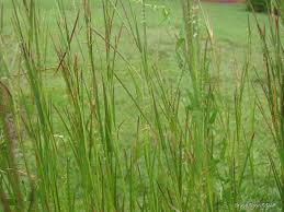 Image result for Hemarthria