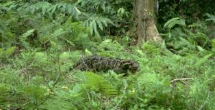 It was designated as a class i protection forest by the sabah forestry department in 1984. Sabah Forestry Department The Borneo Project