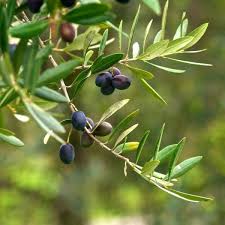 Olive Tree Arbequina Olive Tree Olive Tree Tattoos Olive Plant