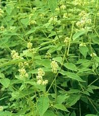 Image result for Cyathula natalensis