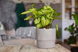 Patio furniture, fire pits & heaters, outdoor lighting These Are The Best Indoor Hanging Plants For Your Home