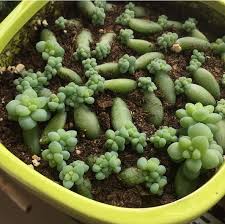 The beautiful pink to red colored flowers grow at the tip of each stem. Burro S Tail Succulent Propagation Greengrow