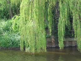 Should i worry that i am going to lose this tree?and if so, is there anything on the market that can ward off any impending infestation of bugs or disease?? Pin On Weeping Willow