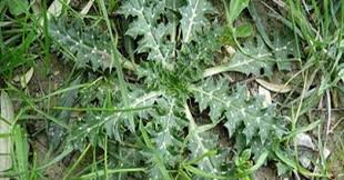 En Cok Boreklere Iyi Gelir Ismi Fazla Bilinmez Ama Kendisi Tam Bir Sifahanedir Iste Tum Faylari Ile Sevketi Bostan Medicinal Plants Plants Herbal Medicine