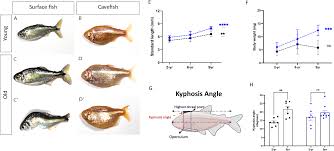 Image result for Turquoise 1972 Caloric