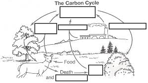 What molecule do trees get where does an animal's or plant's carbon go when it dies? Copy Of The Carbon Cycle Interactive Worksheet By Ladi Oyediran Wizer Me