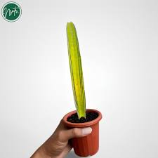 Image result for Sansevieria hallii