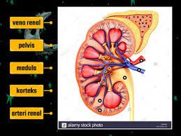 Rajah menunjukkan satu keratan rentas jantung manusia antara bahagian a, b, c dan d, yang manakah mengepam darah ke dalam arteri pulmonari? 17 Years Old Nastavna Sredstva