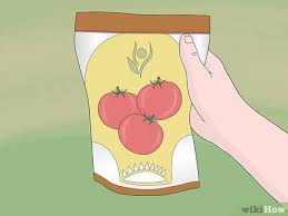 Study to be a doctor in your country. How To Grow Tomatoes From Seeds With Pictures Wikihow