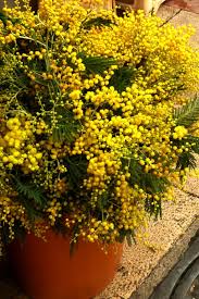 How much cbd does the mimosa strain have? Mimosa Tree Planting Pruning And Advice On Caring For Winter Mimosa