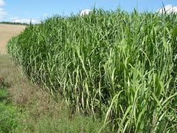 Vegetative propagation methods are necessary since giant miscanthus does not produce viable seed. Unkrautbekampfung In Chinaschilf Miscanthus X Giganteus Lfl