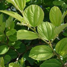 Image result for Ziziphus mauritiana