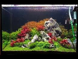 Planted Tank Rock And Ar Mini Aquascape Bettafish Aquarium Fish Fishtank Tropicalfish Freshwater Bonsai A Aquarium Landscape Aquascape Aquarium Design