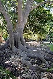 Ficus Roots Crawl Out Above The Ground Ficus Fairchild Tropical Botanic Garden Plant Species