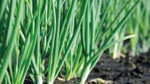 Sementara itu hardneck memiliki batang tegak dan keras lalu. Cara Menanam Bawang Daun Hello Magetan