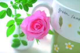 Love rose beautiful flowers images. Rose Flower Quotes Quotesgram