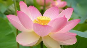 Image result for lotus flower