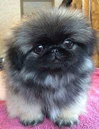 Pekingese Puppies Pet Dog Puppies For Sale In Lake George Ny A00006 Want Ad Digest Classified Ads Pekingese Puppies Pet Dogs Pet Dogs Puppies