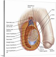 Most of the male reproductive system is located outside of the body. Anatomy Of Male Testis Wall Art Canvas Prints Framed Prints Wall Peels Great Big Canvas