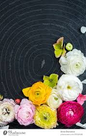 Check spelling or type a new query. Ranunculus Buttercup Flowers Of Different Colours A Royalty Free Stock Photo From Photocase