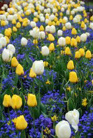 Springing Forward And The Beautiful Butchart Gardens Spring Garden Flowers Butchart Gardens Spring Garden