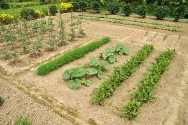 We did not find results for: 12 Ways To Grow A Successful Vegetable Garden Inc Best Layouts