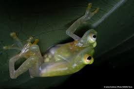 Jaime Culebras on X: Frog porn t.cobL1ic5XM2f  X