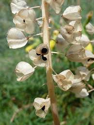 Image result for Arabis