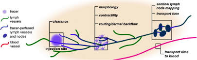 Imaging Technology Of The Lymphatic System Sciencedirect