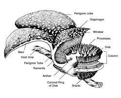 Pin On Rafflesia Flower