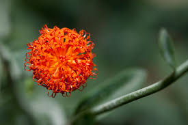 Image result for Kleinia fulgens