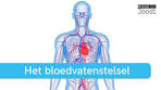 Het bloedvatenstelsel | Samenvatting - YouTube