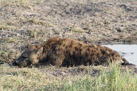 A lazy spotted hyena enjoying the...