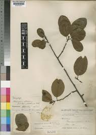 Image result for Mitragyna stipulosa