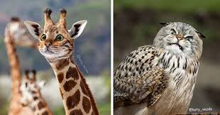 Though this is looking funny photoshopped animals, at the same time very awkward too. Funny Giraffe Photoshop
