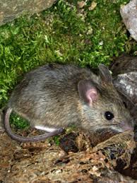 Bei mir im garten ist eine mäuse familie. Welche Mausearten Gibt Es Von Hausmaus Bis Waldmaus