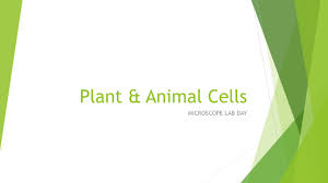 We did not find results for: Plant Animal Cells Microscope Lab Day Ppt Download