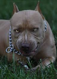 Pin On Our Loyal And Lovely Dogs